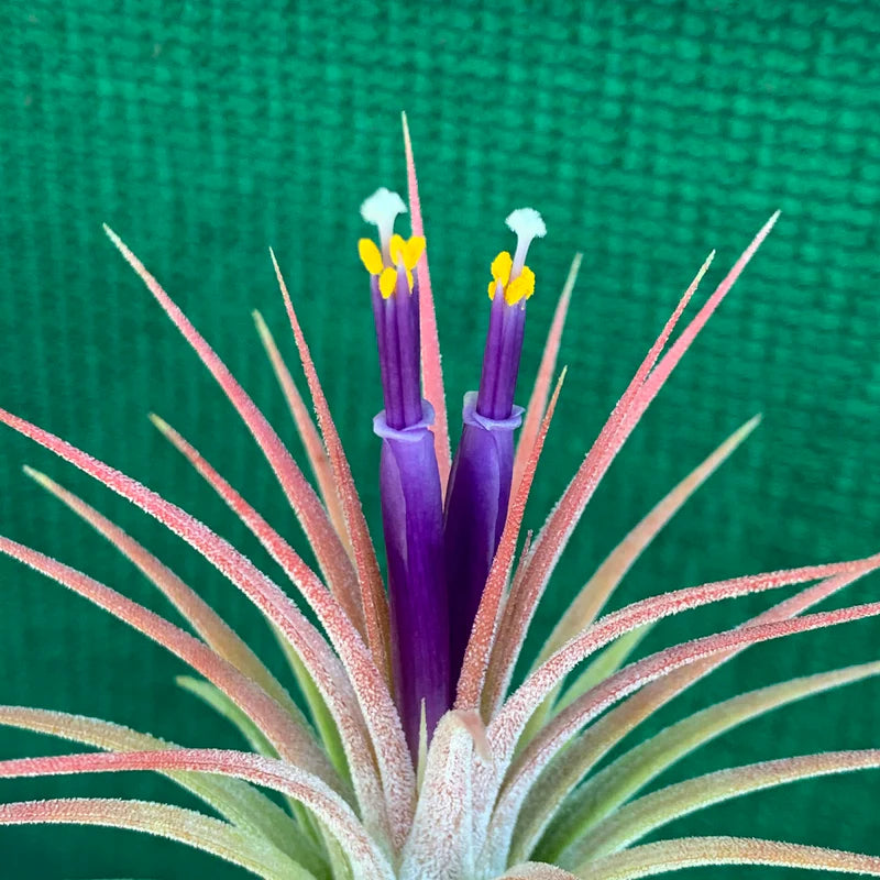 Tillandsia Ionantha Guatemala