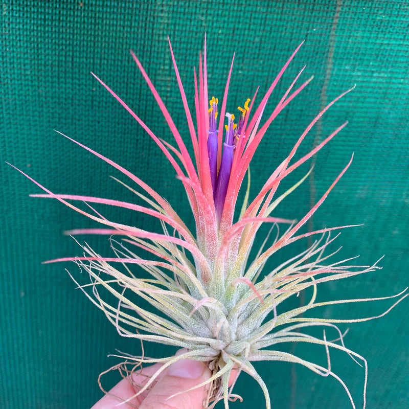 Tillandsia Ionantha Guatemala