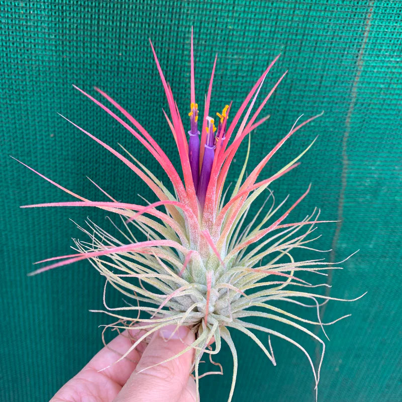 Tillandsia Ionantha Guatemala