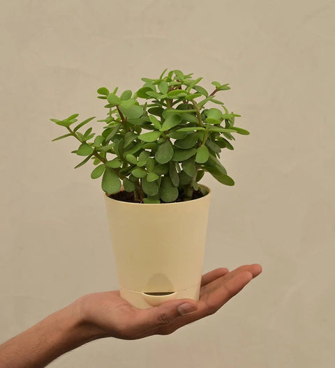 Jade Mini