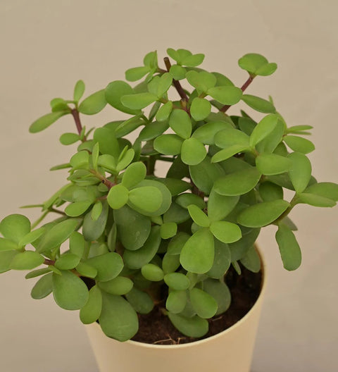 Jade Mini