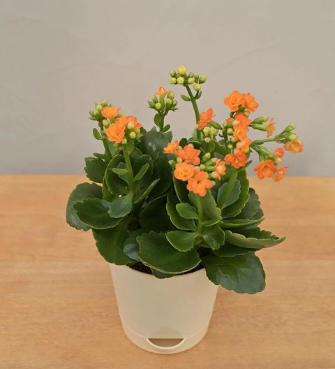 Kalanchoe Orange