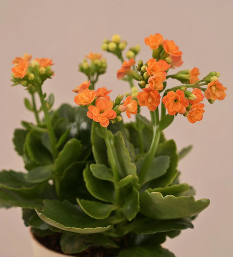 Kalanchoe Orange