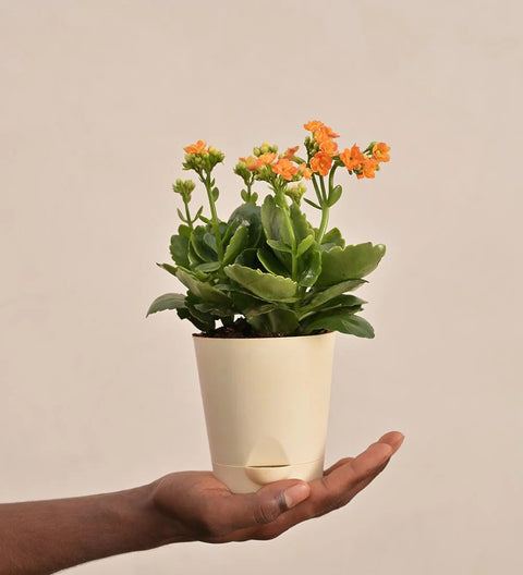 Kalanchoe Orange