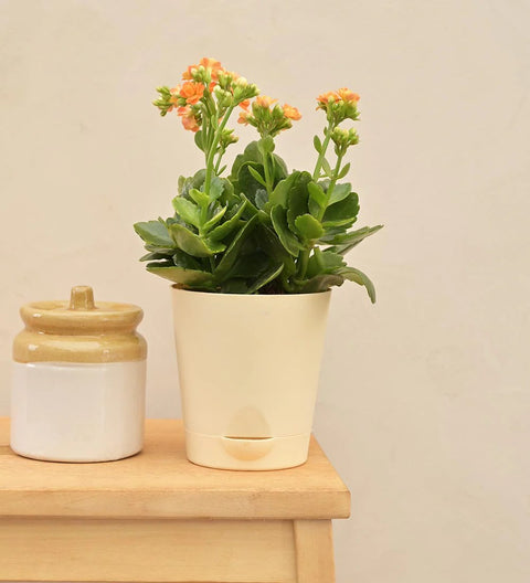 Kalanchoe Orange