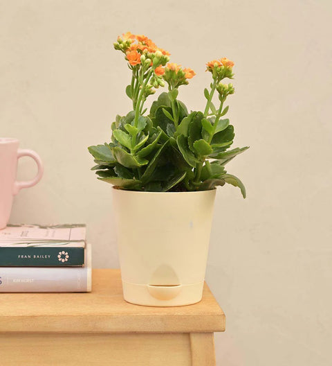 Kalanchoe Orange