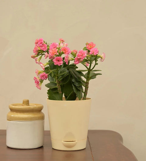 Kalanchoe - Pink