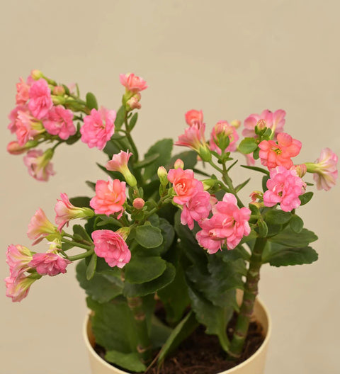 Kalanchoe - Pink