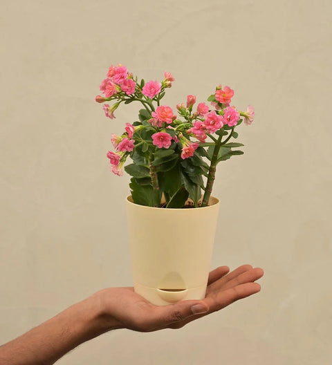 Kalanchoe - Pink
