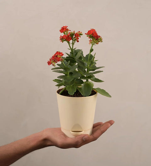 Kalanchoe Red