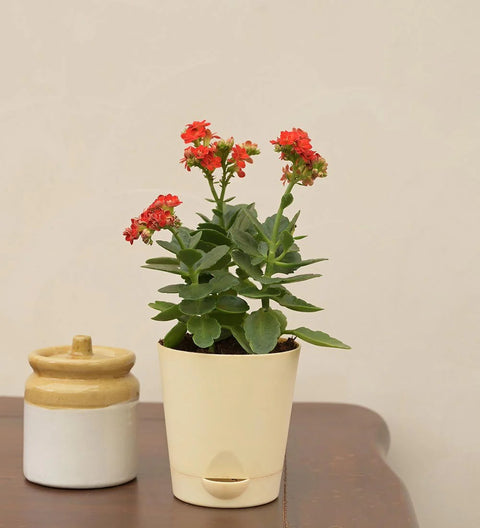 Kalanchoe Red