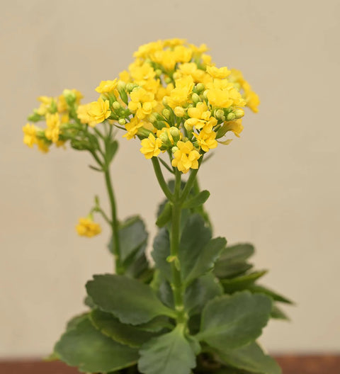Kalanchoe - Yellow