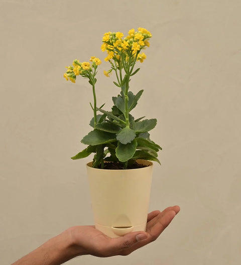 Kalanchoe - Yellow