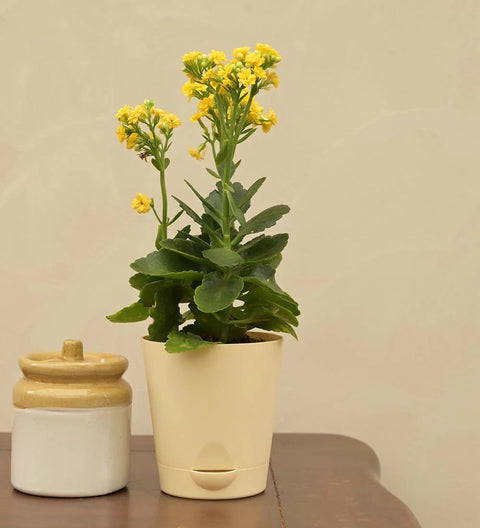 Kalanchoe - Yellow