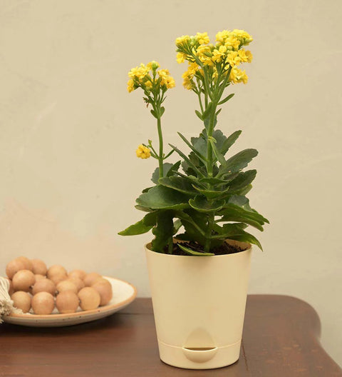 Kalanchoe - Yellow