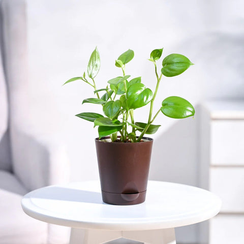 Peperomia Obtusifolia - Green
