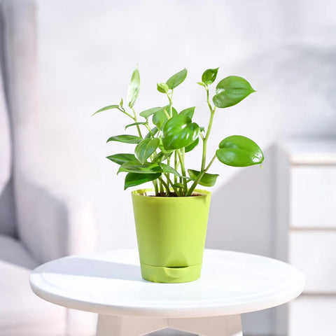 Peperomia Obtusifolia - Green