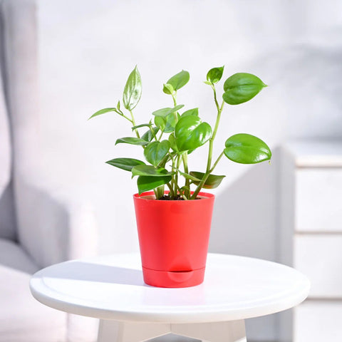 Peperomia Obtusifolia - Green