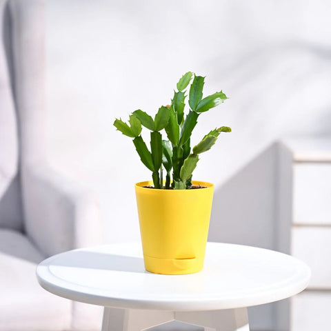 Christmas Cactus
