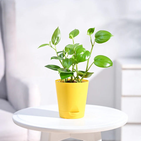 Peperomia Obtusifolia - Green