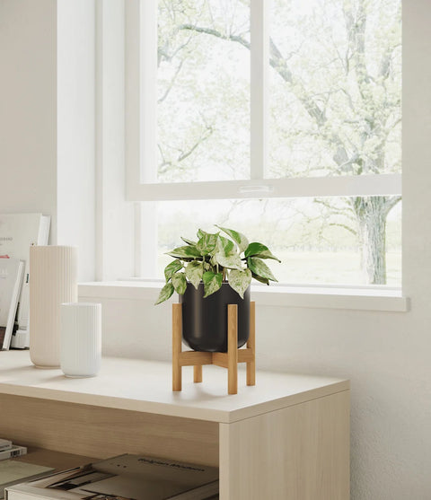 Money Plant Marble