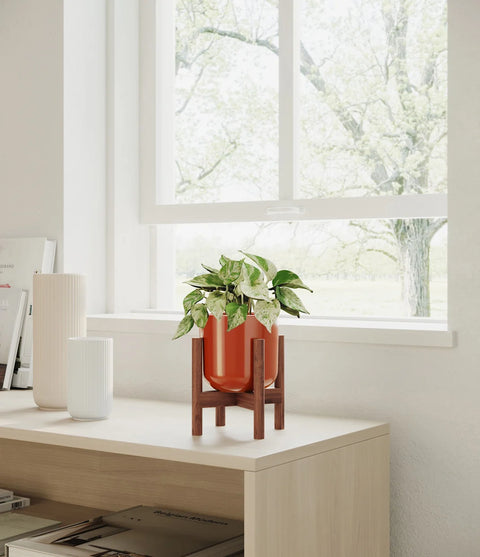 Money Plant Marble