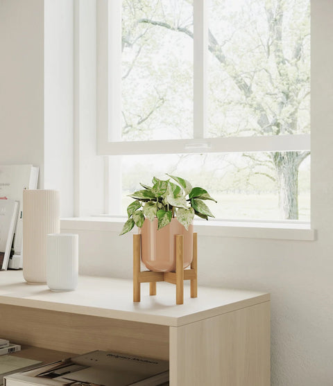 Money Plant Marble