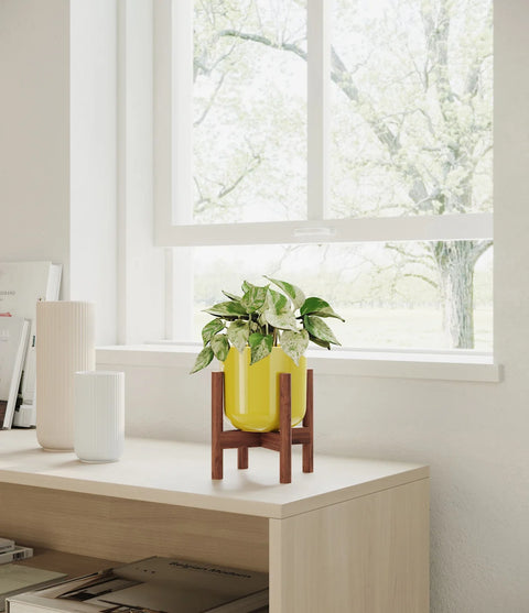 Money Plant Marble