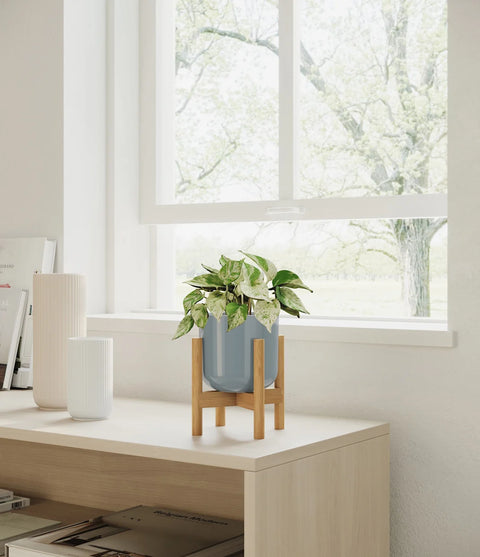 Money Plant Marble