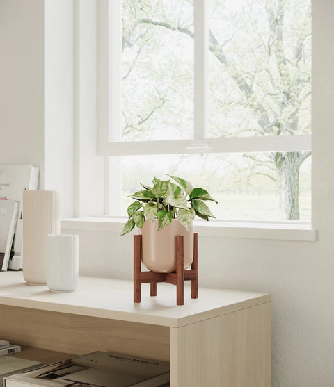 Money Plant Marble
