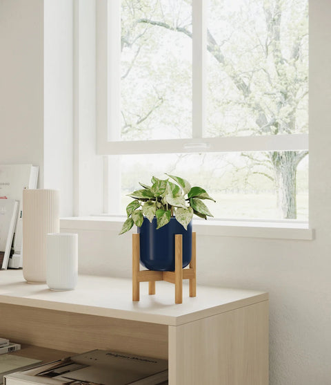 Money Plant Marble