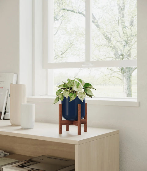 Money Plant Marble