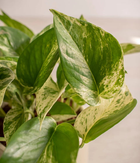 Money Plant Marble