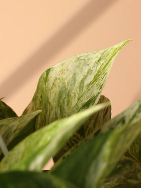 Money Plant Marble