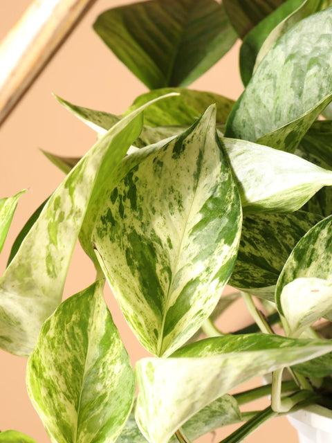 Money Plant Marble