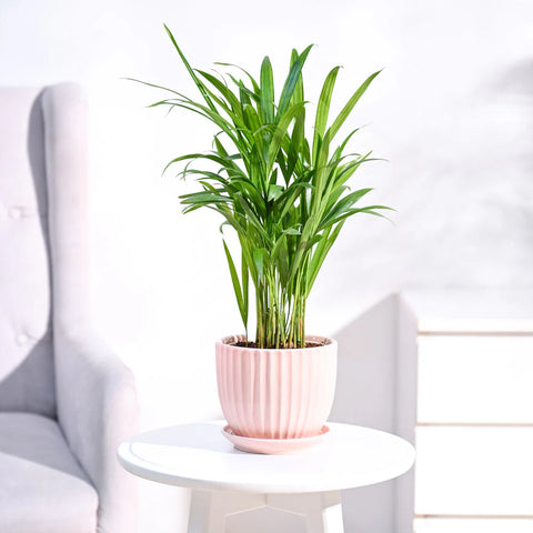 Areca Palm