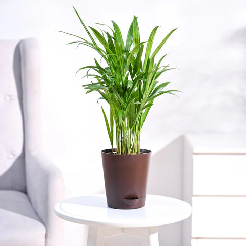 Areca Palm