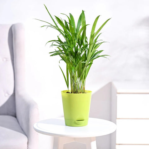 Areca Palm