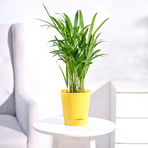 Areca Palm