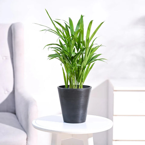 Areca Palm