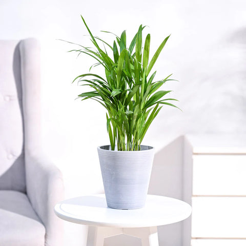 Areca Palm