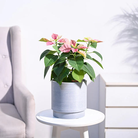 Poinsettia Pink