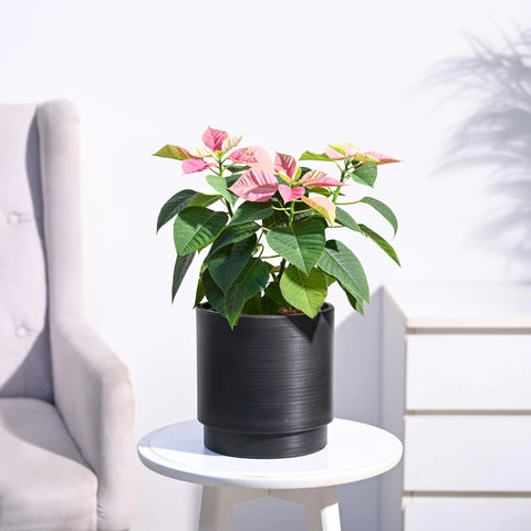 Poinsettia Pink