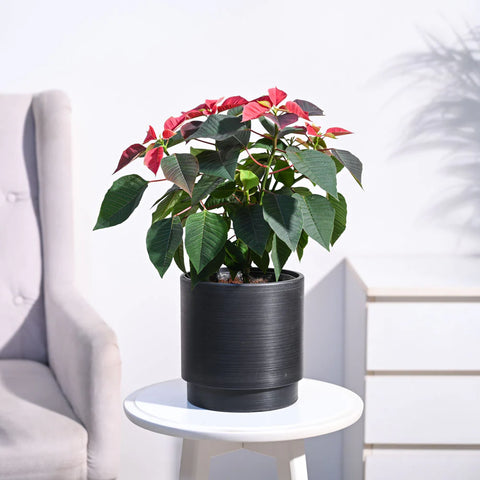 Poinsettia Red