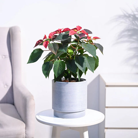 Poinsettia Red