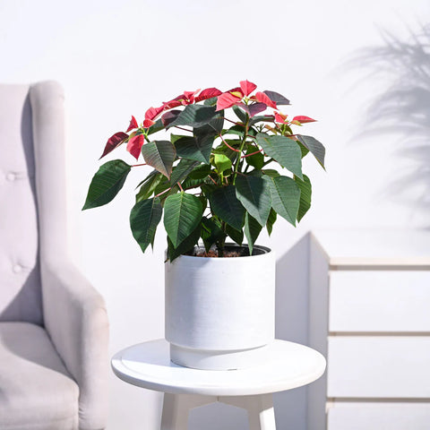 Poinsettia Red