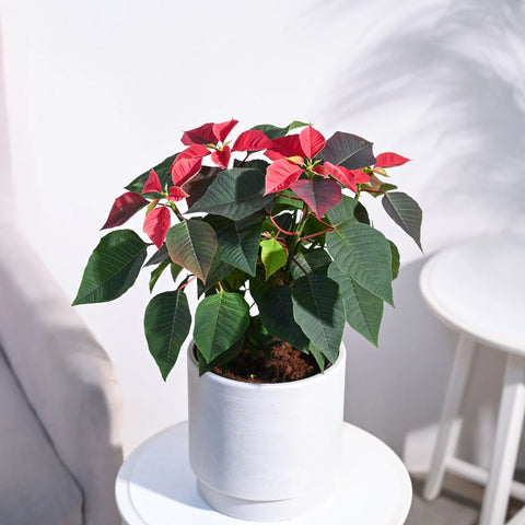 Poinsettia Red
