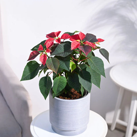 Poinsettia Red