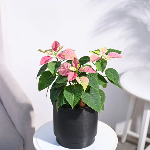 Poinsettia Pink