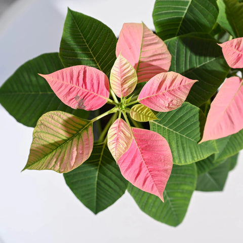Poinsettia Pink